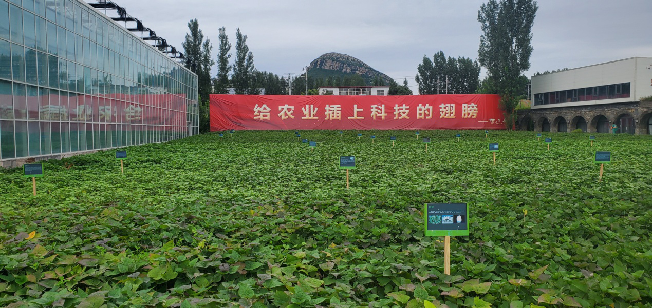 5 鄉村振興齊魯樣板“尼山鹿鳴”示范區實景圖.png